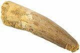 Fossil Spinosaurus Tooth - Real Dinosaur Tooth #235104-1